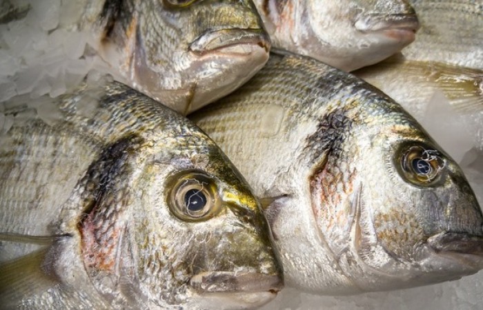 Balık Baştan Kokmuşsa Ne Yapabiliriz?