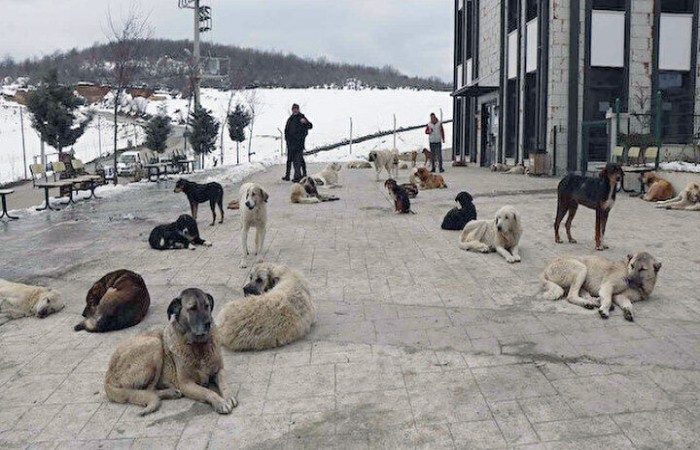 Krize Dönen Meselemiz: #BaşıboşKöpekler