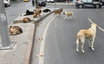Başıboş Köpekler İçin Kim, Ne Diyor?