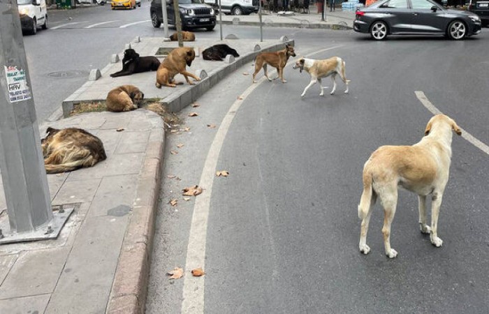 Başıboş Köpekler İçin Kim, Ne Diyor?