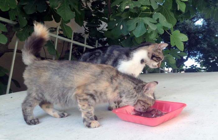 Ruhsuz Komşularımız: Zincir Marketler