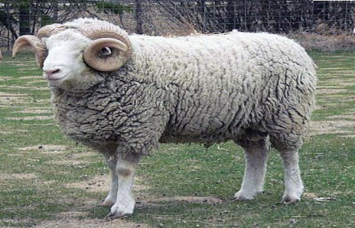 Kurbanlarımızı Bizzat Kesmeye Çalışalım!