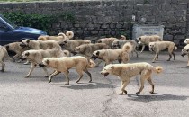 #BaşıboşKöpek Terörünün Sorumlusu Belediyelerdir!