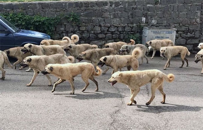 #BaşıboşKöpek Terörünün Sorumlusu Belediyelerdir!