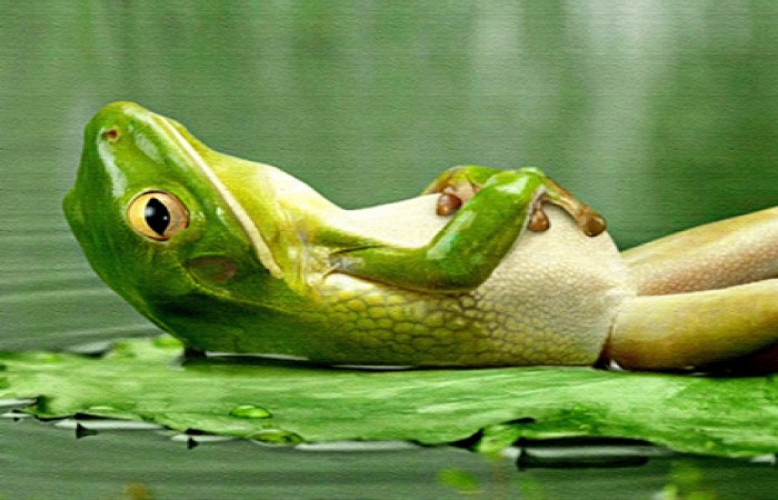 Haşlanmış Kurbağaya Döndükte Ağlayanımız Yok!