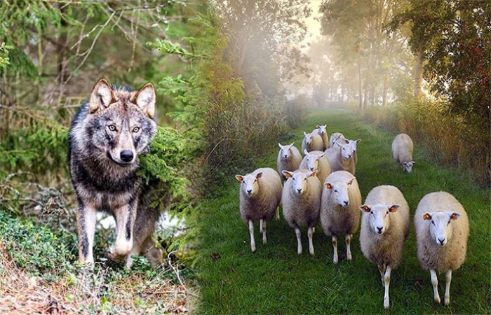 Kuzuyu Kurda Teslim Eden Sistemden Hayır Gelir mi?