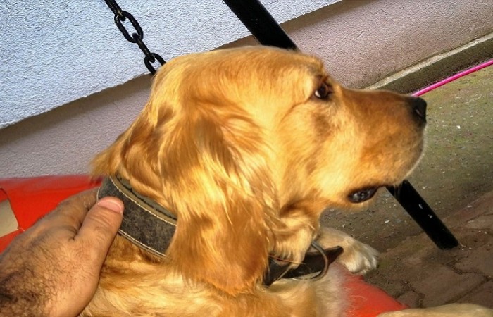 Hayvanları Koruma Kanunu Değişti. Sorunlar Çözüldü mü?