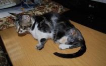 Birey – Devlet çatışmasında umut var ama sorunlar devam ediyor…