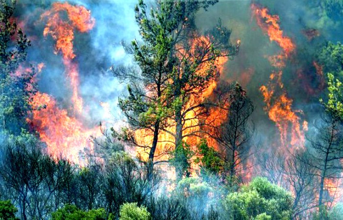 Ormanlarımızı Korumayı Gerçekten İstiyor muyuz?