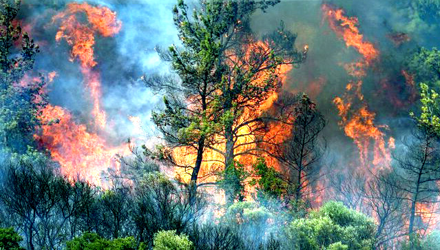 Ormanlarımızı Korumayı Gerçekten İstiyor muyuz?